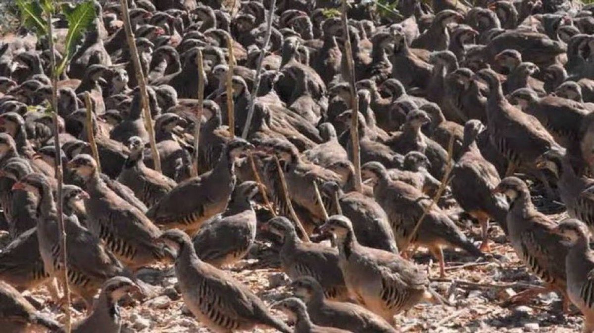 fatiheryilmaz0's tweet photo. Doğaya salınan keklikler, kenelerin büyük bir kısmını kısa sürede yok etmiş.

Milletin emanet ettiği koca koca makamları işgal edenlerin memlekete şu keklikler kadar faydası yok… https://t.co/xmcTWTqCUF