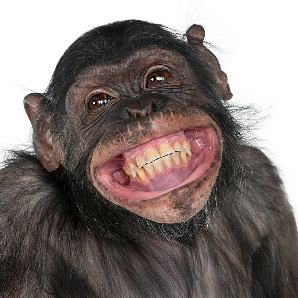 EasyNewsNow's tweet photo. @1776General_ Why showing teeth is so common in US? https://t.co/4ic2uPX70O