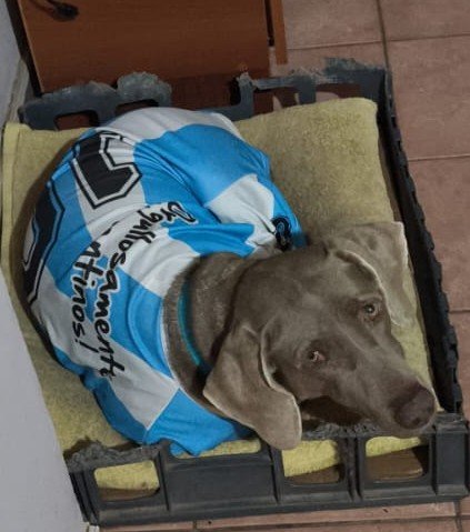 jjimenaconJ's tweet photo. Mi perra le llevo su camiseta de la selección a mi hermana para que se la pusiera ??? María Frida ?? 1) son las 3 de la tarde 2) desde cuándo los perros tienen noción del tiempo https://t.co/1fFcHeWARl