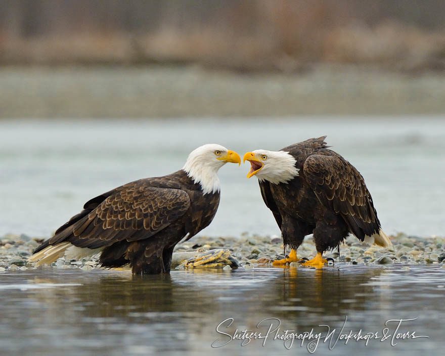 fandom_david's tweet photo. Trump administration rolls back habitat protections for endangered species

Under the new rule, habitat destruction alone no longer counts as "harm," potentially clearing the way for more logging, mining and oil drilling unless endangered animals are directly injured or killed https://t.co/Zoj2BOa4SC