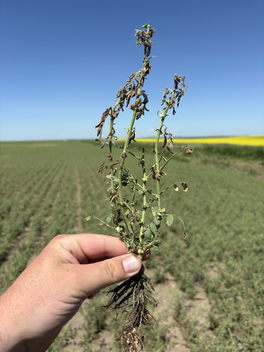 tannercook1994's tweet photo. Chickpeas going down hill. With the high moisture levels and high humidity seems to be speeding up this mystery chickpea Disease in south Sask https://t.co/r9nruWLzEz