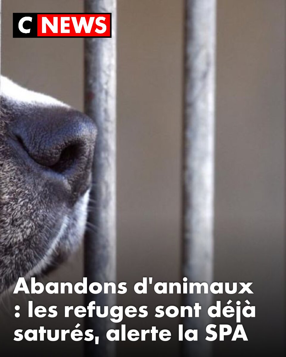 CNEWS's tweet photo. Alors que la saison des départs en vacances vient tout juste de commencer, la SPA alerte déjà sur la saturation de ses refuges https://t.co/1upehNtBcO https://t.co/0N8oXBxybk