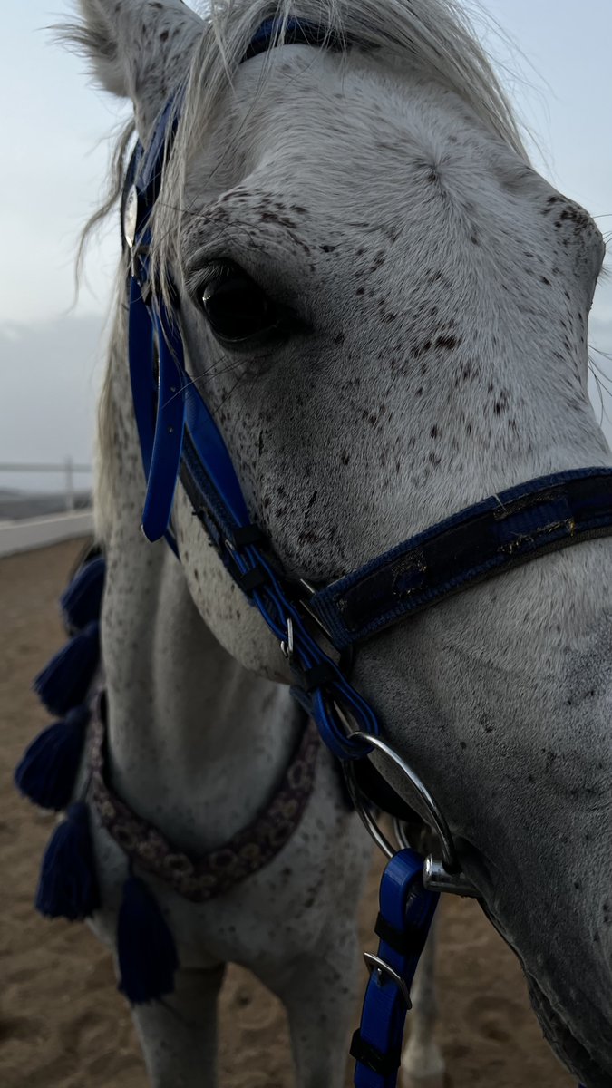 HvG090's tweet photo. بـرق🤍🐎 https://t.co/b1NyCQvWxP