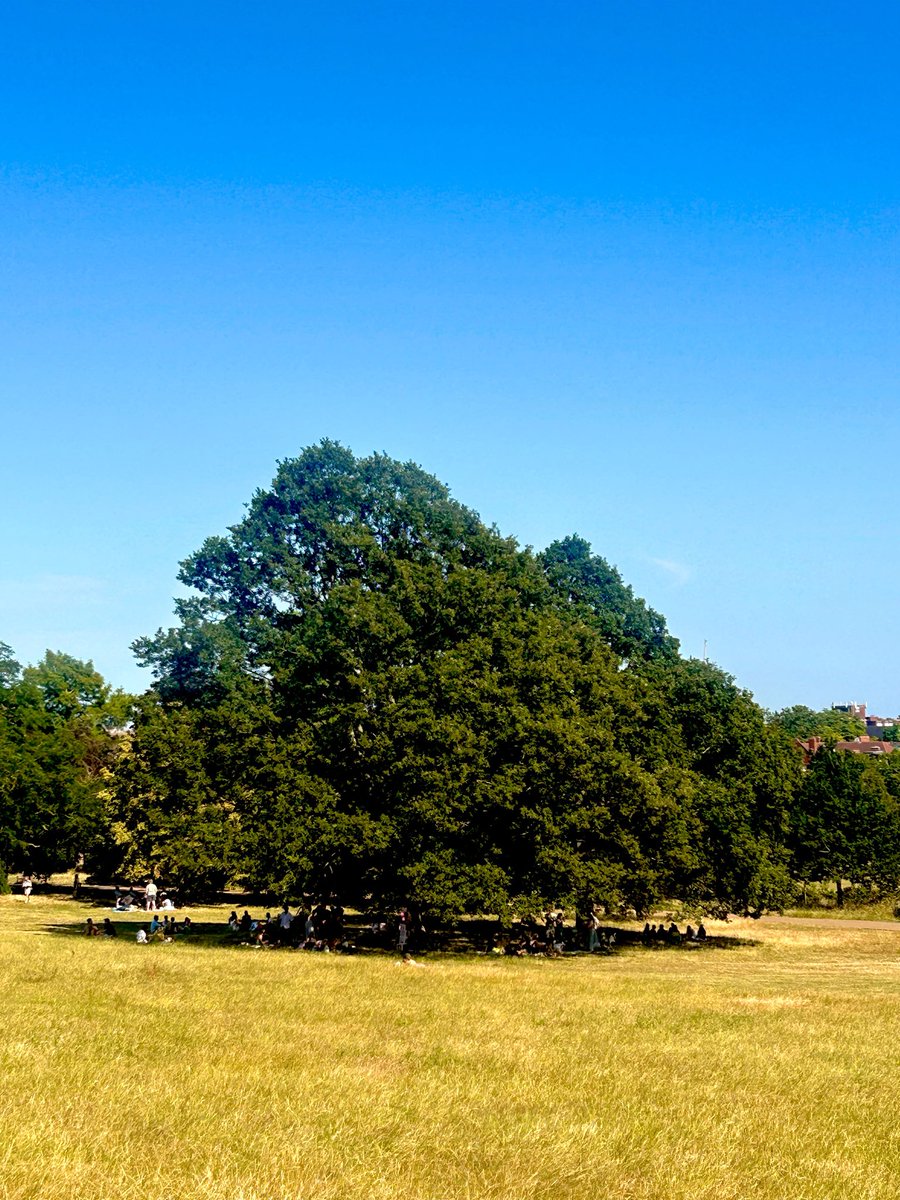 carlafrancome's tweet photo. On Hampstead Heath today at 4 PM, practically no one was on the scorched yellow grass in direct sunlight, but there were dozens of people under these majestic trees. 

A reminder that it’s between 7 and 15 degrees cooler under trees. It’s obvious we need more everywhere … https://t.co/Q3AtwQg8Wt