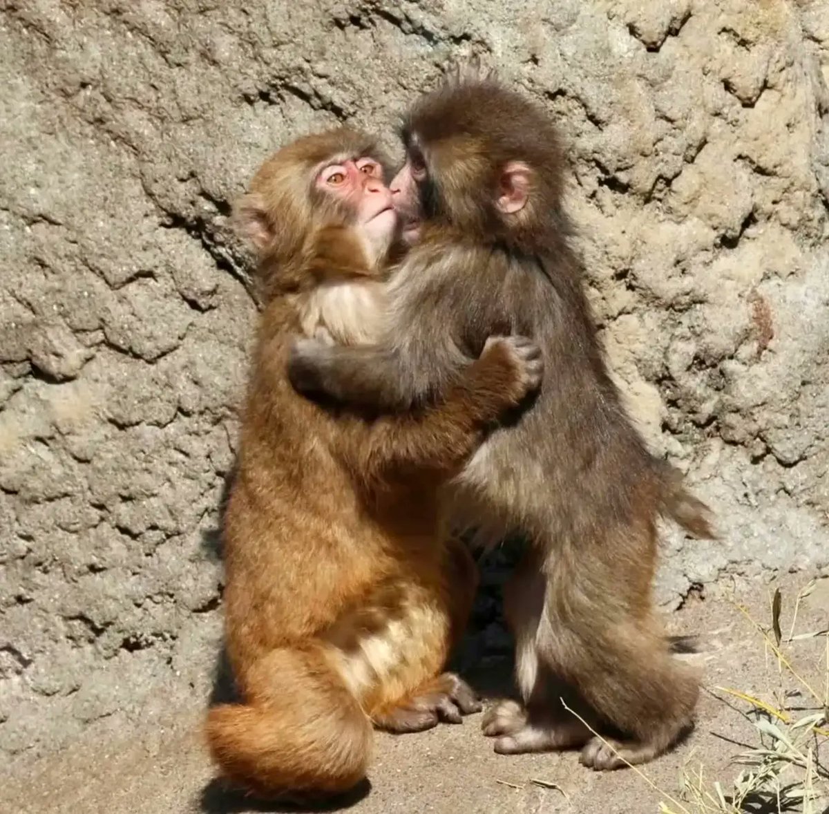 Petswithaura's tweet photo. "Innocence lives in animals, not in humans." https://t.co/dQtAidLpYg