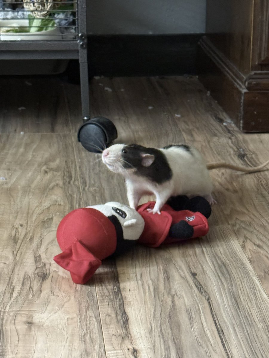 squarehammer's tweet photo. SOMEONE SAVE HIM https://t.co/5m03tgU5cX