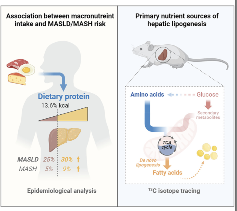 VeraZertucheMD's tweet photo. En este estudio demostraron que una  alta ingesta de proteínas, más que de carbohidratos o grasas, parece ser el principal factor nutricional de riesgo para el desarrollo de MASLD en humanos. 

Los carbonos derivados de los aminoácidos son aproximadamente dos veces más eficaces que la glucosa para impulsar la síntesis de ácidos grasos en el hígado, favoreciendo la acumulación de grasa hepática.