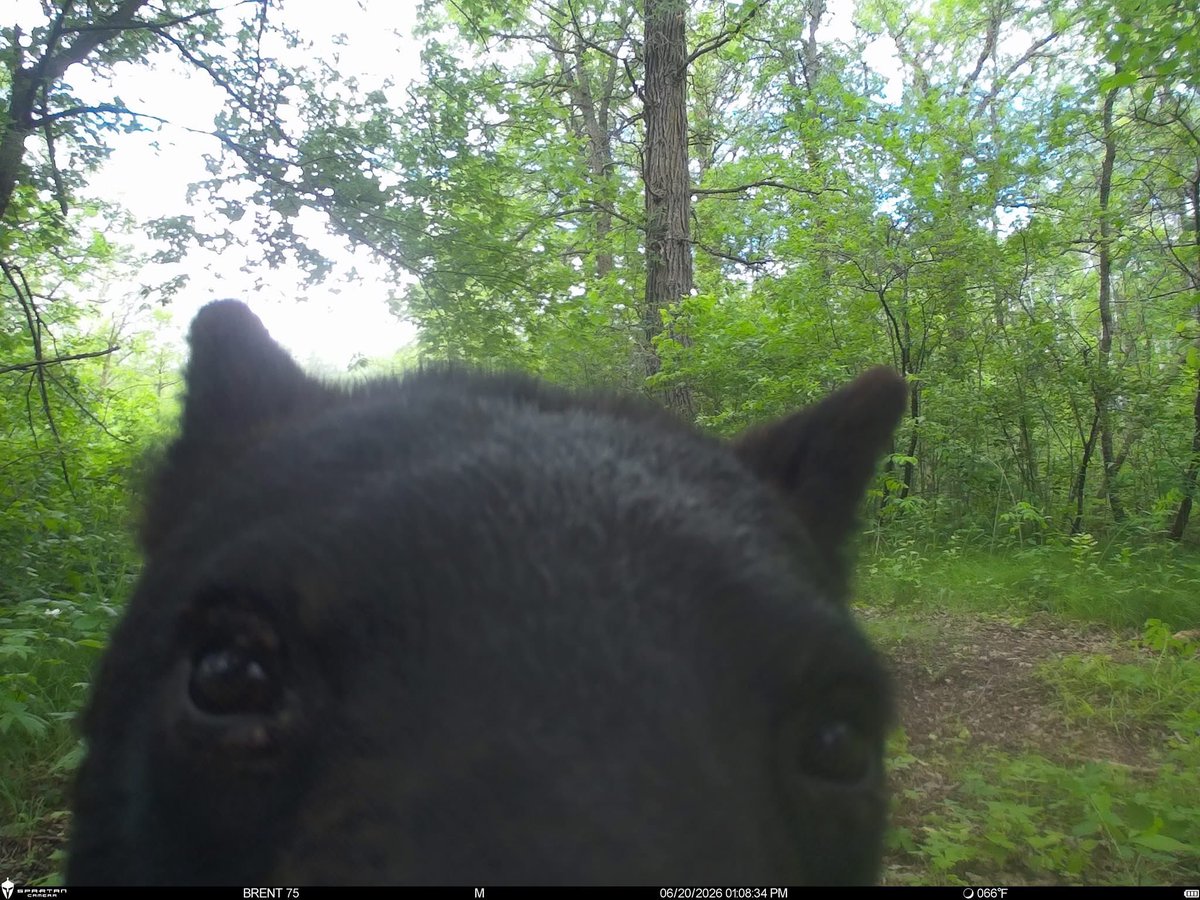 Trail_Cams's tweet photo. https://t.co/jSUJIBTFTc