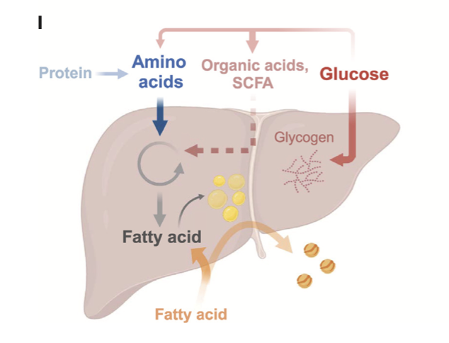 VeraZertucheMD's tweet photo. En este estudio demostraron que una  alta ingesta de proteínas, más que de carbohidratos o grasas, parece ser el principal factor nutricional de riesgo para el desarrollo de MASLD en humanos. 

Los carbonos derivados de los aminoácidos son aproximadamente dos veces más eficaces que la glucosa para impulsar la síntesis de ácidos grasos en el hígado, favoreciendo la acumulación de grasa hepática.