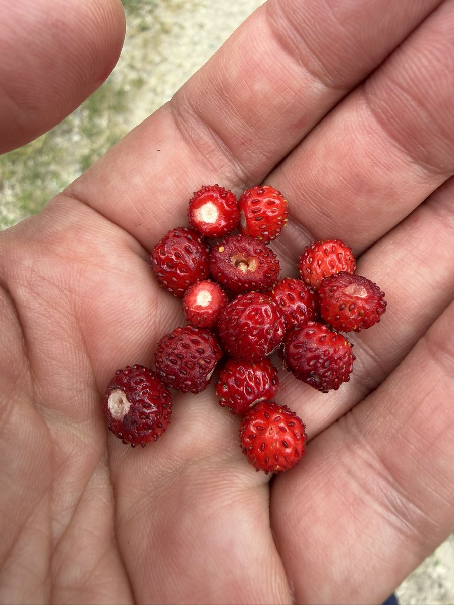 tony_ver2's tweet photo. Výlet podél Schwarzenberského kanálu 11.07.2026

#turistika #CzechRepublic #vylety #czechia  #les #forest #Summer #summervibes #hikingadventures #sumava #bohmerwald #reka #voda #schwarzenberg #kanal #jihocesky #kraj 3/3 https://t.co/9CI94HSoEE
