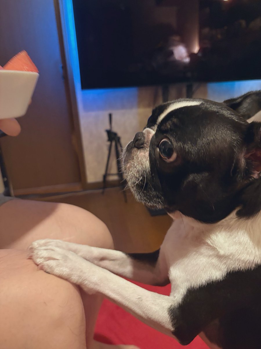 mico_travis's tweet photo. #bostonterrier 
 #犬のいる生活 
 #スイカ 
 #夏 

今日も今日とて夏してる🍉🐶ｱｰﾝ
スイカを食べない私にはバナナを買ってきてもらった🍌🙋‍♀️ https://t.co/8fMKW6Gh7B