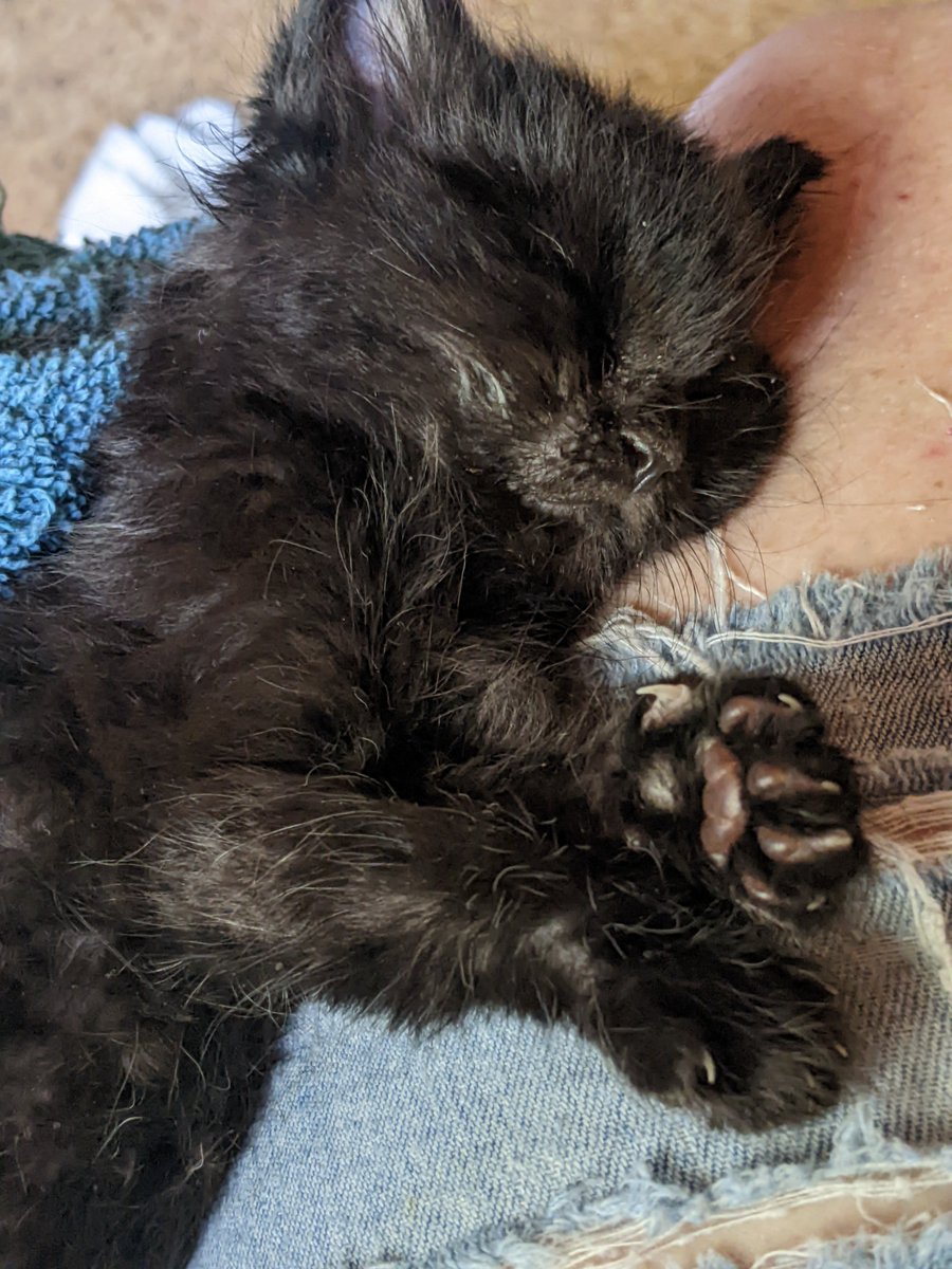 jbruorton21's tweet photo. There's nothing else like watching a kitten sleeping... just look at those toe beans...Happy #caturday! ๐ธ
#calicocrew
#catsoftwitter
#chilltent https://t.co/PTXGedqFa5