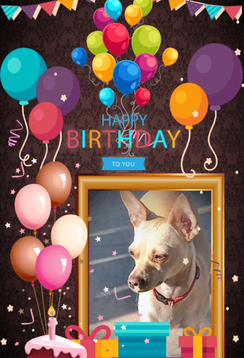 SergioTerr89290's tweet photo. Happy Birthday 🎂 🥳 Cookie Terrazas  4 years old  💖 July 11,26 https://t.co/bS6nRj7sTi
