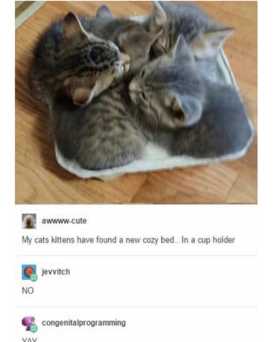 Punch Cat tweet media