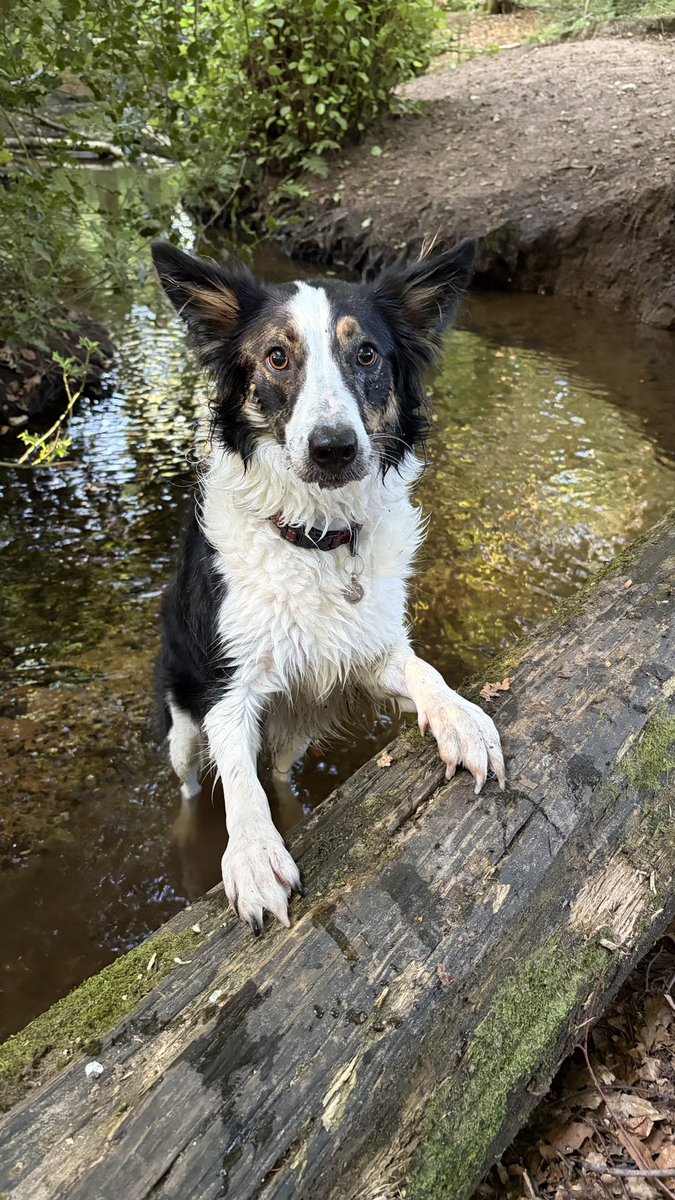 Kesthecollie's tweet photo. Peekaboo (bonus bonus) https://t.co/EsSZ2TfChN