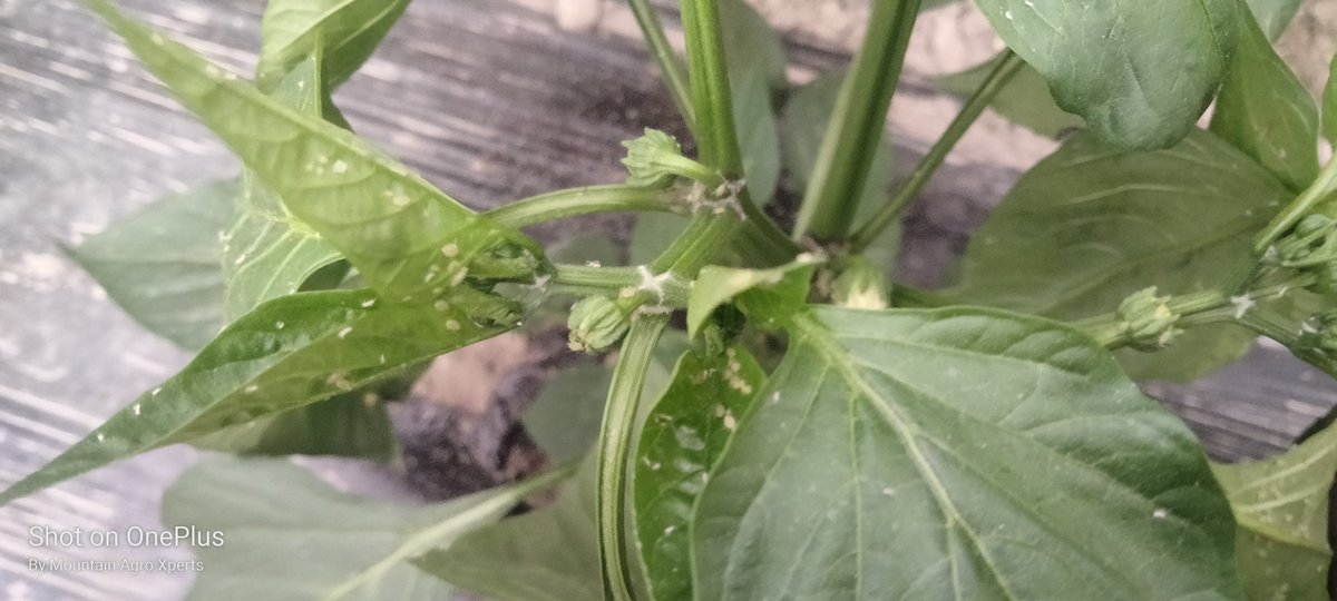 AgroXperts's tweet photo. How to rescue Capsicum plants.
#Aphid attack https://t.co/fdxMEqeGCb