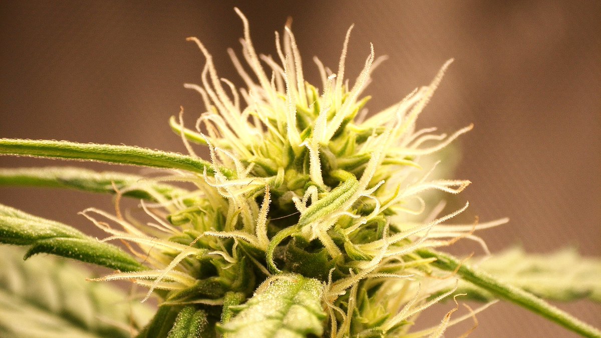 AvantDeRegarder's tweet photo. @kshqueen111 Ever grew your own cannabis? https://t.co/W37CX7fRmH