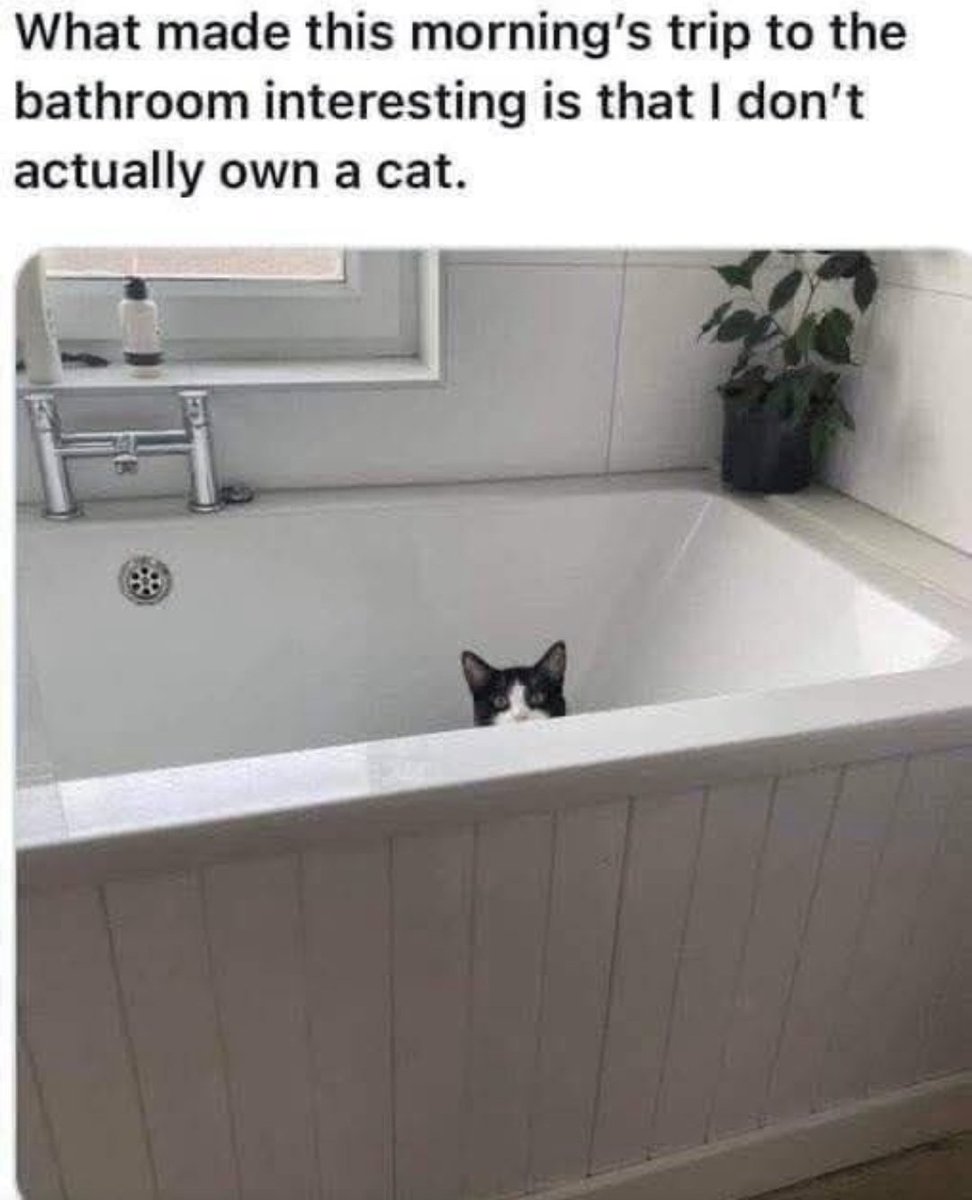 Catsillyness's tweet photo. https://t.co/7Vbl1c42L6