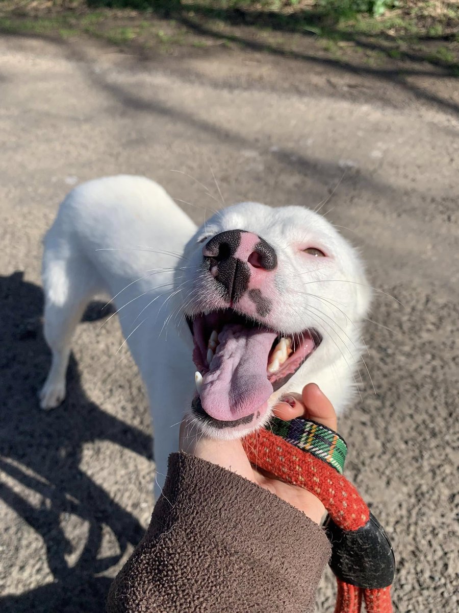 Pawprints2F's tweet photo. Cheshire Kennels

🐾 Clove - 1 year old
🐾 She can't hear you, but she can still love you🥹
🐾 A delightful girl with a huge heart❤️
🐾 Loves cuddles, belly rubs and playtime
🐾 Older, dog-savvy kids will be considered

❗️Experience with deaf dogs needed!

https://t.co/UKATK6O6W4 https://t.co/jnpbIf0vNP