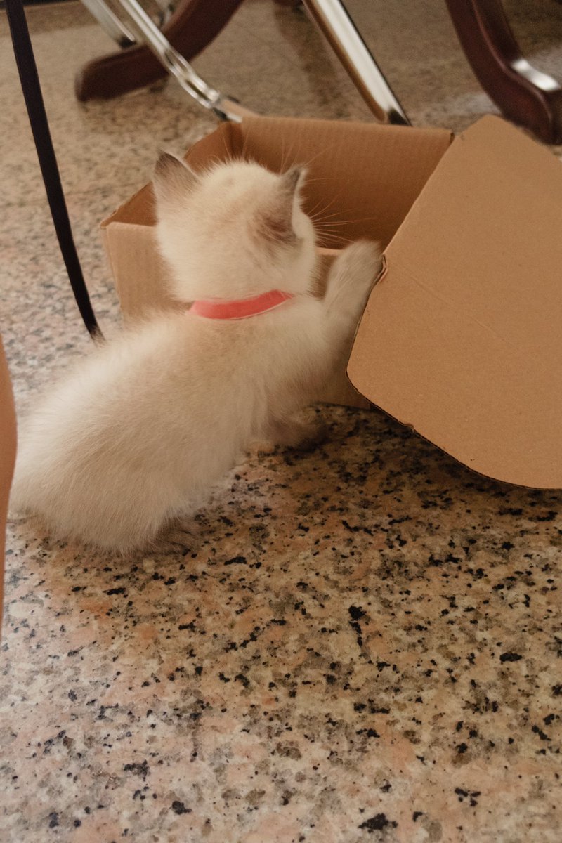 pizzarutchi's tweet photo. Artorias, a Andarilha do Abismo, exibe seu novo e nobre acessório perante a Corte. Contudo, registrar tamanha elegância revelou-se tarefa impossível Vossa Majestade simplesmente não para quieta. Os súditos tentaram, mas a Rainha já estava em outro canto do Reino. https://t.co/HHthOWF9Z3