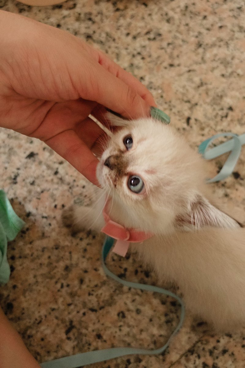 pizzarutchi's tweet photo. Artorias, a Andarilha do Abismo, exibe seu novo e nobre acessório perante a Corte. Contudo, registrar tamanha elegância revelou-se tarefa impossível Vossa Majestade simplesmente não para quieta. Os súditos tentaram, mas a Rainha já estava em outro canto do Reino. https://t.co/HHthOWF9Z3