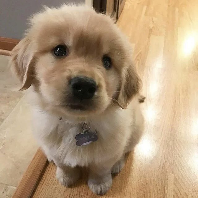 rorypiric's tweet photo. puppy ryan whelan we still talk about you https://t.co/pOIPzLzRy9
