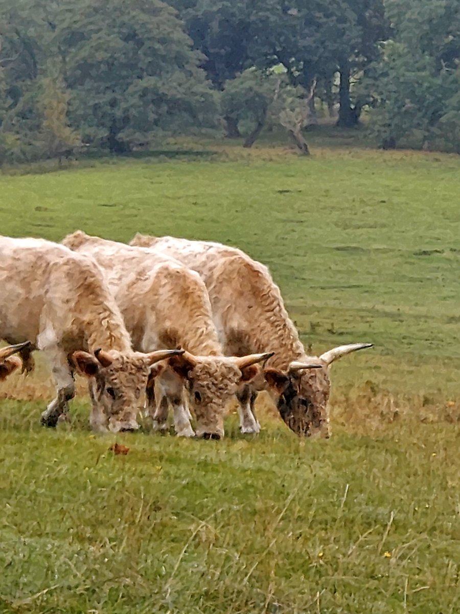 Chillingham Wild Cattle Survive as Genetic Marvel with 700-Year-Isolated Herd Remains Intact — HM9A4HAWMAAR5XY Chillingham Wild Cattle Survive as Genetic Marvel with 700-Year-Isolated Herd Remains Intact — HM9A4HAWMAAR5XY
