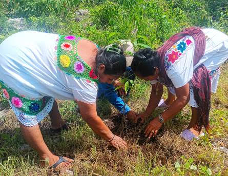 STEinforma's tweet photo. #Conagua y #Conafor restauran dos hectáreas de ecosistemas nativos con la siembra de 400 árboles en #Yucatán https://t.co/HfdSqN5erE
- La siembra de 400 árboles nativos de alto valor ecológico contribuye a la recuperación de los ecosistemas.... https://t.co/VWcTwNAimt