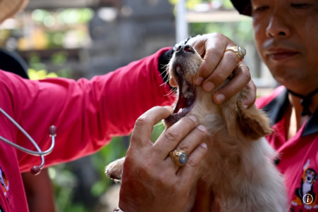 NamiKim_DogsSK's tweet photo. 🆕NEWS FROM 🇮🇩#Indonesia - RABIES
As Indonesia’s #Bali battles a rabies surge, #DogMeat draws fresh scrutiny
July 5, 2026 - by .@SCMPNews
📰https://t.co/4WbFQDF5Un
Nearly 30,000 people have been bitten by suspected rabid animals on the Indonesian resort island this year. FIVE DIED.
Bali, together with East Nusa Tenggara province around 600km (370 miles) to the east, has the highest number of rabies cases in the whole of Indonesia, according to its Health Ministry. The viral disease is considered endemic in 26 of Indonesia’s 38 provinces...