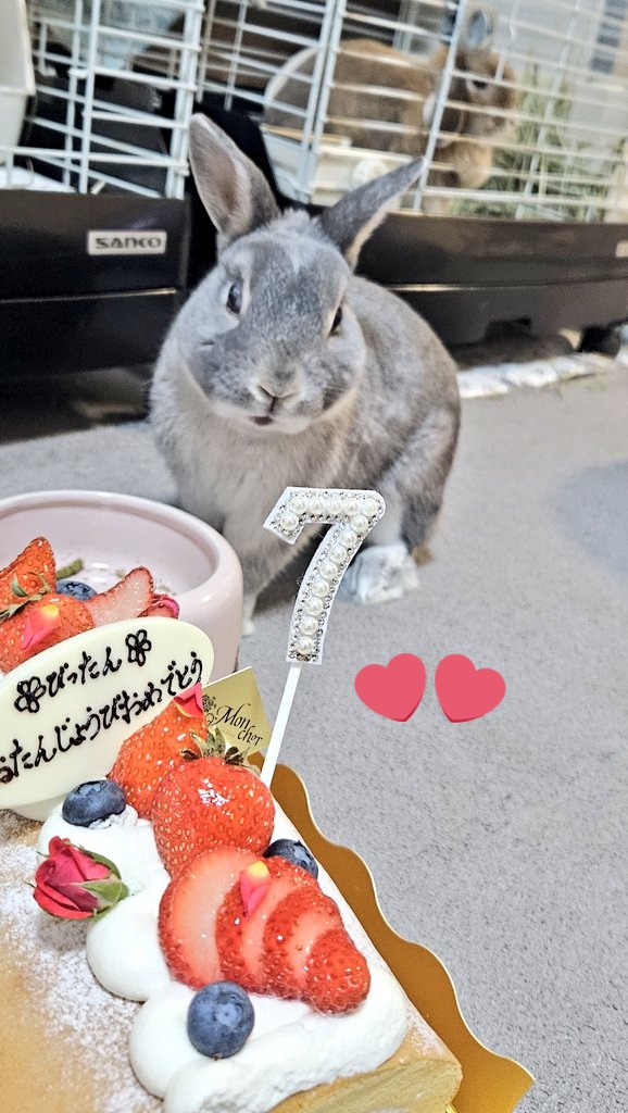 htsskibibi's tweet photo. びったん7歳になりました🎂🎉
大きな病気もなく元気にいてくれてありがとう😘💓
まだまだ長生きしてね🐰 https://t.co/dOyaKHL6ug