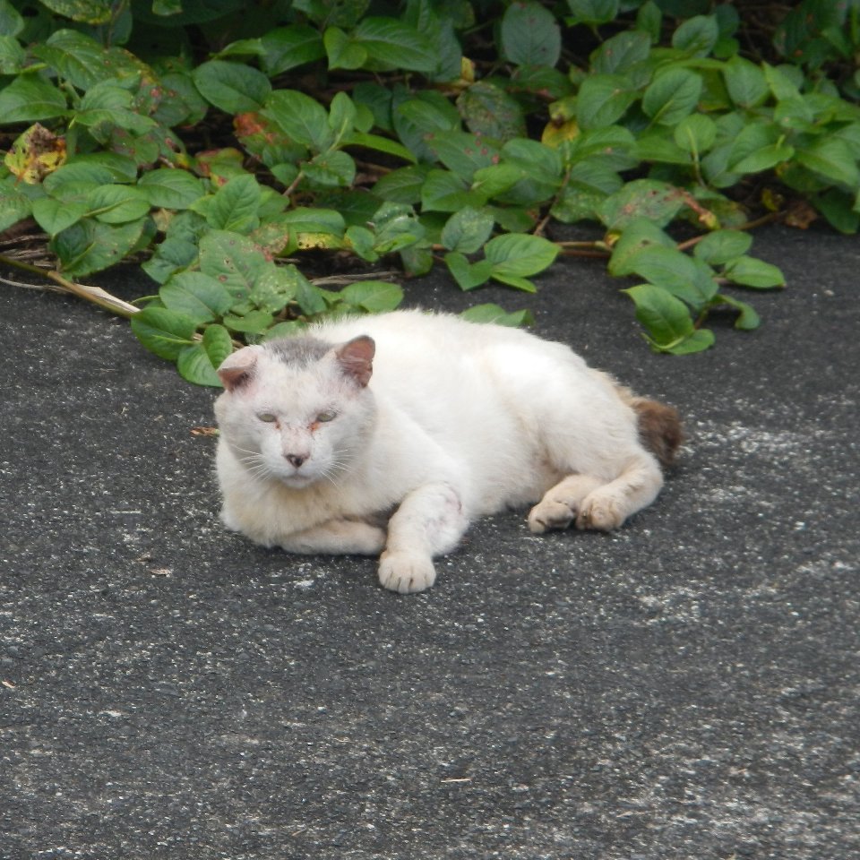takashi797's tweet photo. 商店付近の猫です。 https://t.co/OhxKjf3y24