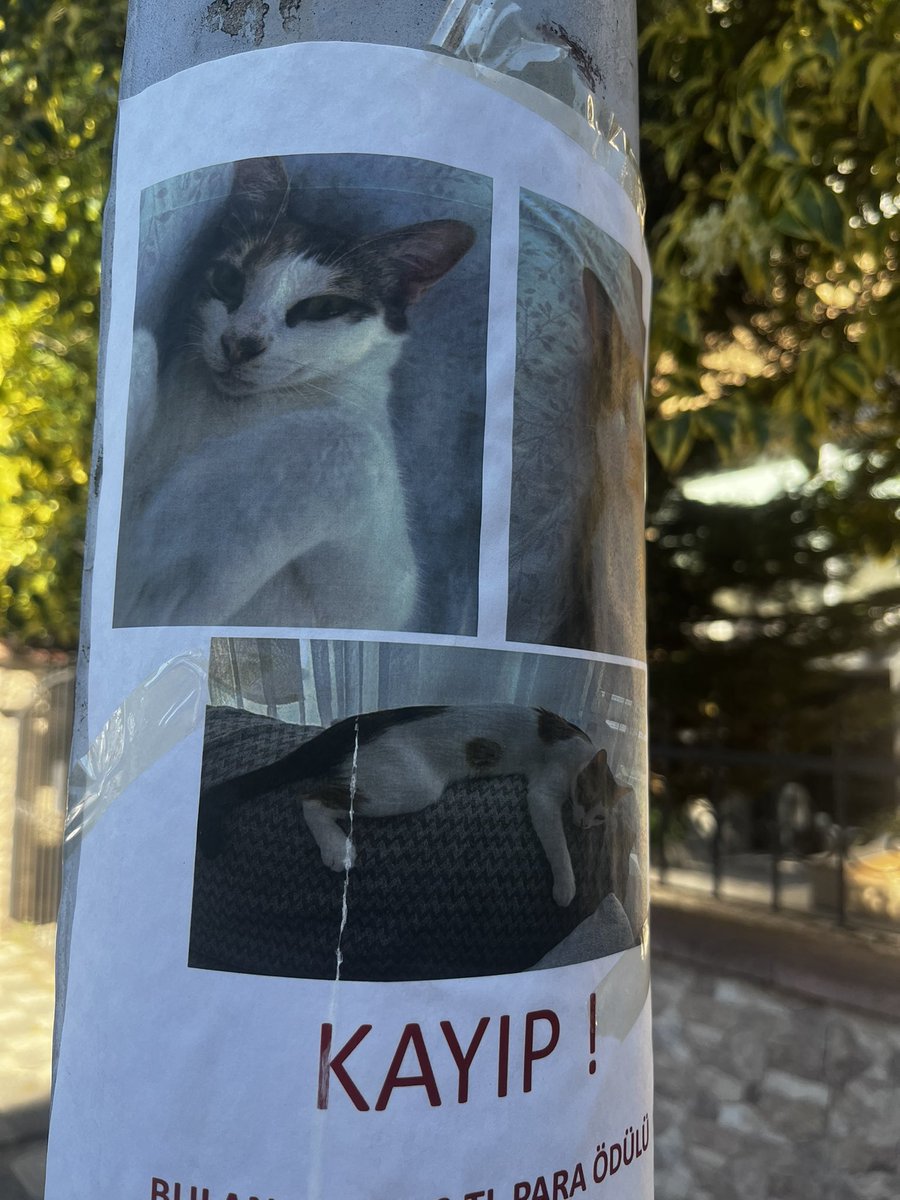 radyoaktif_kedi's tweet photo. KAYIP KEDİ

İST ATAŞEHİR KÜÇÜKBAKKALKÖY MAH

PAYLAŞIR MISINIZ? https://t.co/8zzoBb6hOU