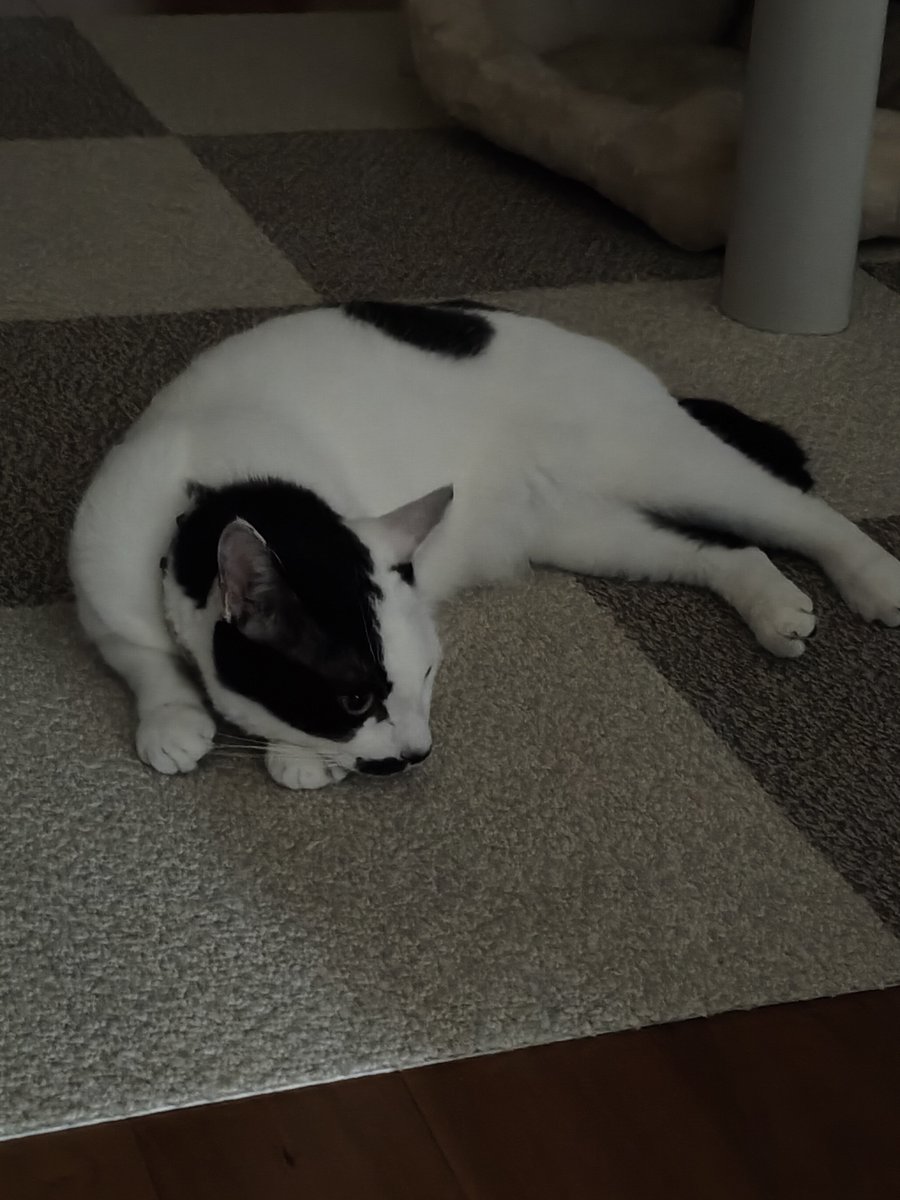 fjmt217's tweet photo. ねこだよ https://t.co/mxgjlJkGIh