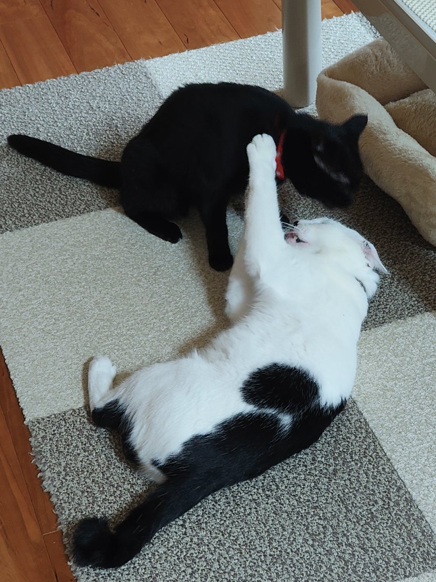 fjmt217's tweet photo. ねこだよ https://t.co/mxgjlJkGIh