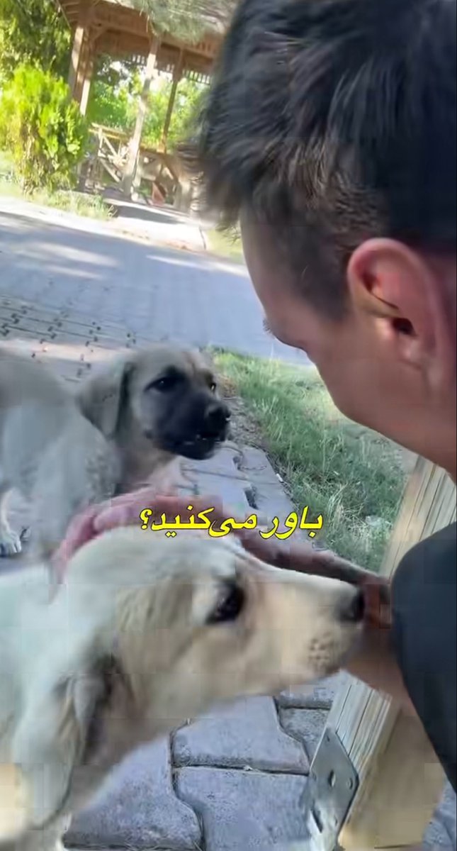 asallghn's tweet photo. تو زندگی بعدیم دوست دارم هیچ تصوری از زندگی تو ایران نداشته باشم، بعد مثل این دوچرخه‌سوار هلندی از اومدن ویزای ایرانم ذوق‌مرگ بشم. :))) https://t.co/6EmFEwwX79