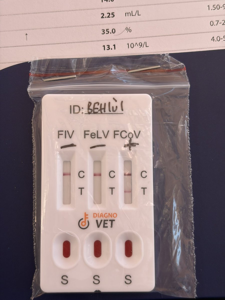 toptopistoprak's tweet photo. Behlüle tekrardan testler yapıldı. 🥺
Toxo, hemogram, FIV/FELV hepsi negatif. 
🚨Non-effusive FIP çıktı. Corona da pozitif. 
Genelde belirti vermeden yavaş yavaş ilerliyormuş, kansızlığıda var. 
Kilosu da düşük olduğu için iğnenin dozu az. 
84 günlük tedavi için 31.500₺ desteğinize ihtiyacım var.  
Lütfen destek olabilir misiniz? 🙏🏻 Desteğinize çok ihtiyacım var bu süreçte. 
Raporları görsellerde mevcut.