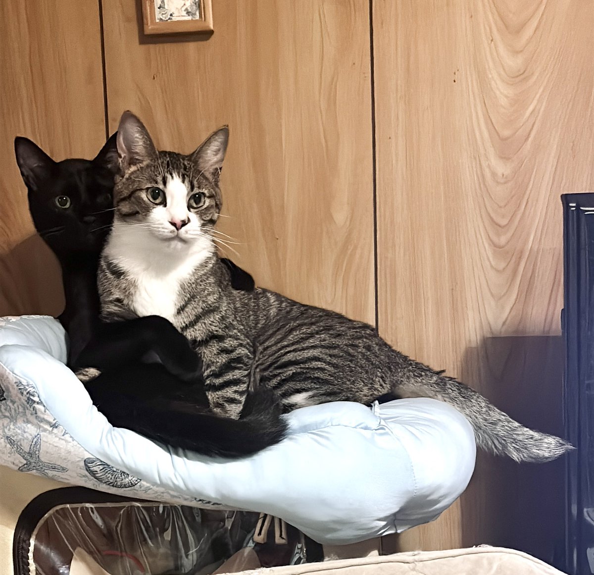 raden108s's tweet photo. か…かわいい。猫の影に守られててるみたいになってる👬✨ https://t.co/08ObYXY73e