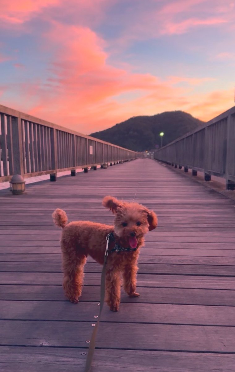 Arthur107sinmii's tweet photo. ☺️「夕焼けがきれいだね」
🐶「はいはい、ここで1枚ね」

振り向いてにっこり🐶✨の
アーサーちゃん

#トイプードル #トイプー 
#愛犬 #犬のいる暮らし
#犬との暮らし #夕焼け https://t.co/2O2NAjE9uo