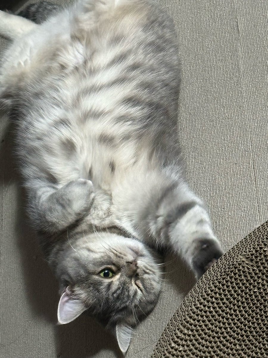 saltpotato_'s tweet photo. 해피먐데이 😸😸

#로망_가득한_차훈데이 
#HAPPY_HUN_DAY https://t.co/k4ume0grkr