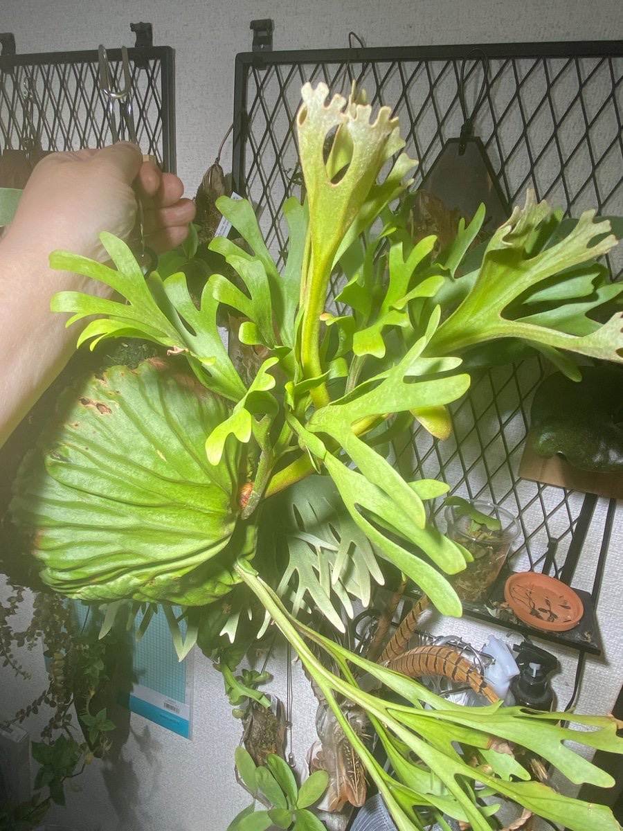 groote plantageさんのとこのリドレイ。 上向に生えてる胞子葉がお迎え