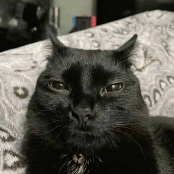 kittyincrisis's tweet photo. me after ignoring your pspspsps https://t.co/jA0KxM3ljG