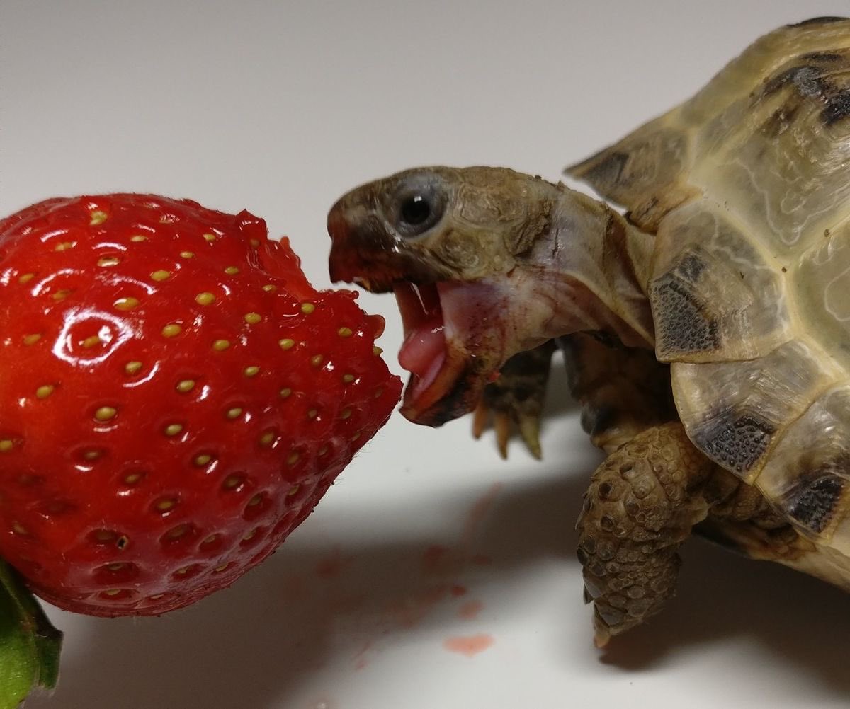 Turtle103932561's tweet photo. Rebecca is eating a strawberry. https://t.co/TJJwPgQ9qu