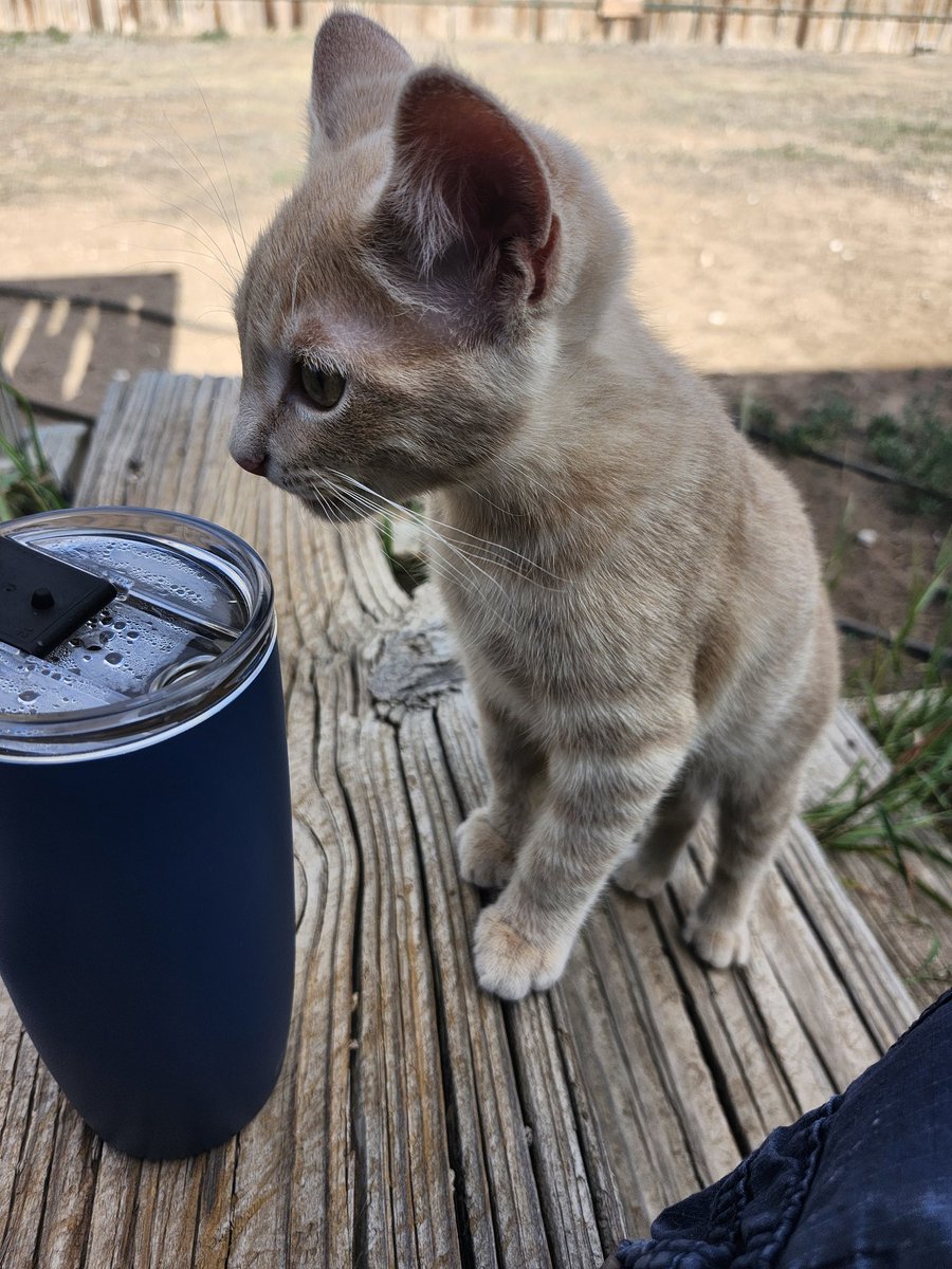 Madd_Cattter's tweet photo. Yes... what I need is a kitten hopped up on coffee https://t.co/o29kKQhRvJ