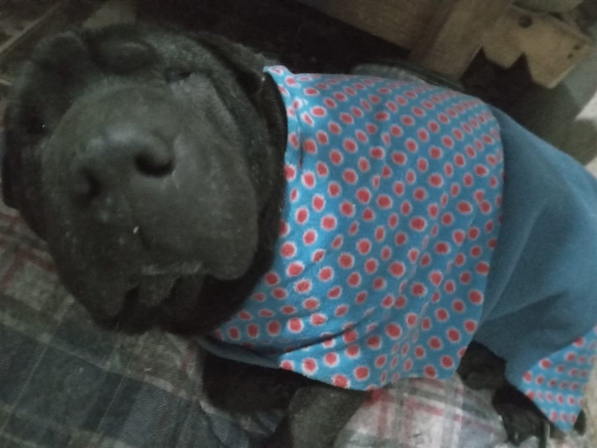 patitas_budgeok's tweet photo. Por favor 🙏 😔 💔 Todavía necesitamos ayuda con el alimento.

Donaron muy poquito y no alcanza para todos los perros y gatitos rescatados. Cualquier aporte o compartir ayuda muchísimo. 🙏🐾

MP: PATITASBUDGE
Banco Nación: PATITASBUDGEOK
Magdalena Cáceres https://t.co/mOQlycAy2E