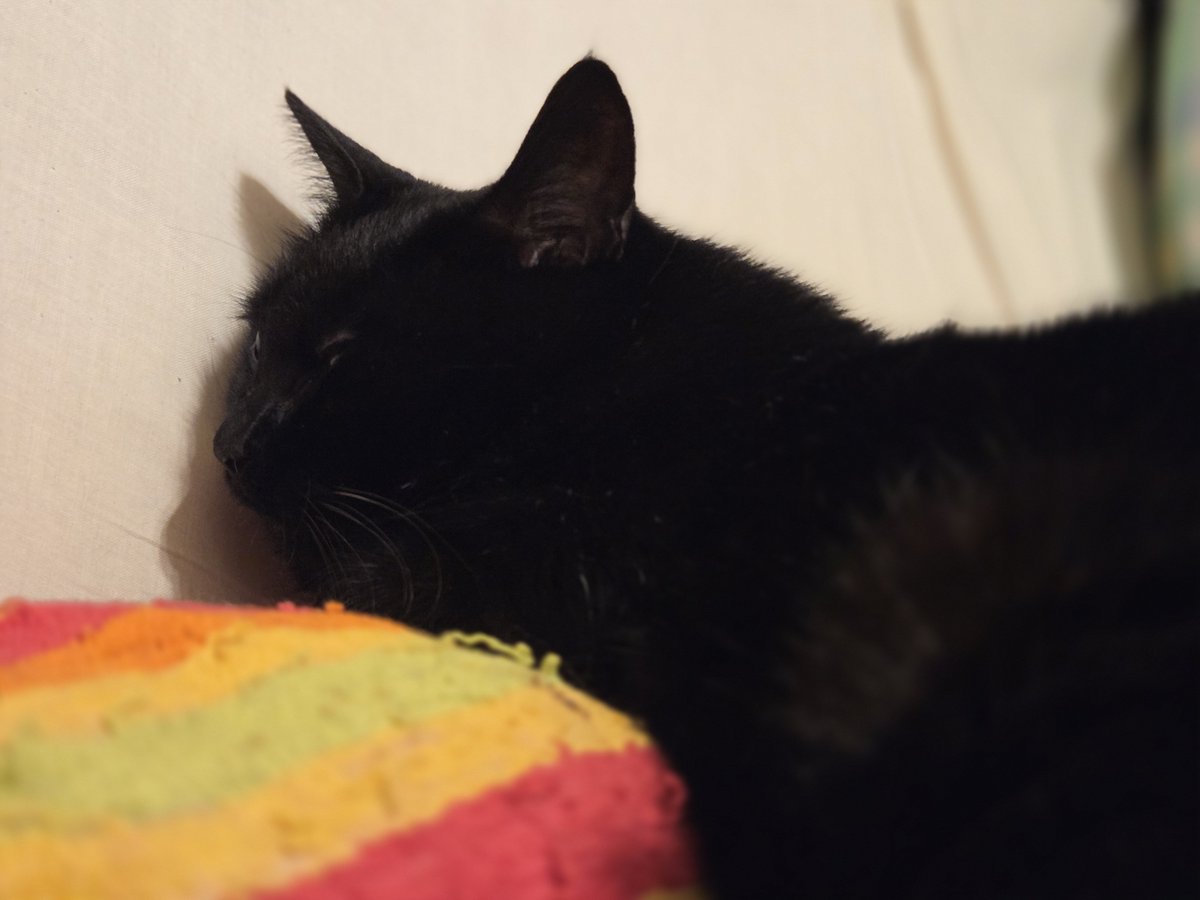 Cho_co_co_mint's tweet photo. 実家です🐈‍⬛ https://t.co/mP5NFqVwVC