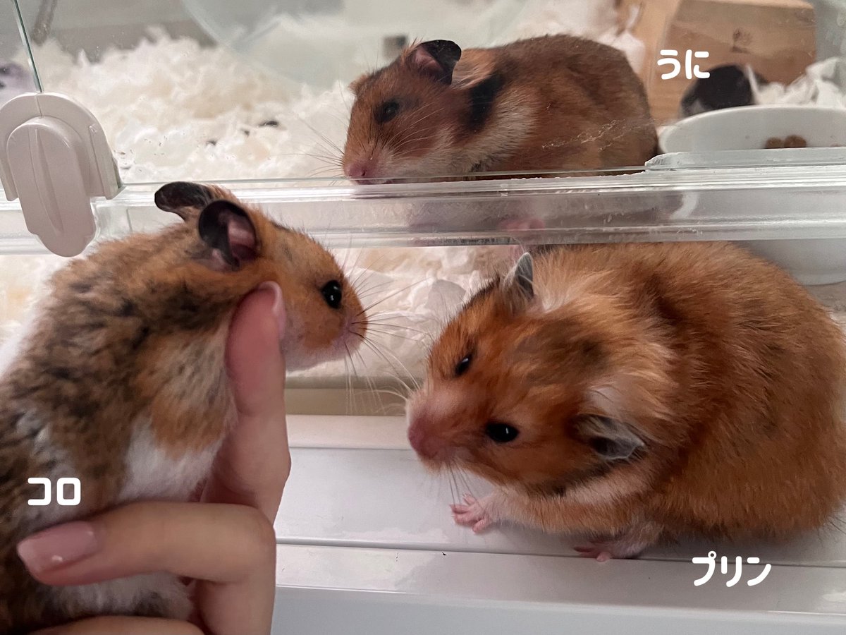 SOMO2_kotoko's tweet photo. うちのコロとプリンが駆け落ちして、うにとちくわが生まれました(⌒-⌒; ) https://t.co/BDnKqZV0Go