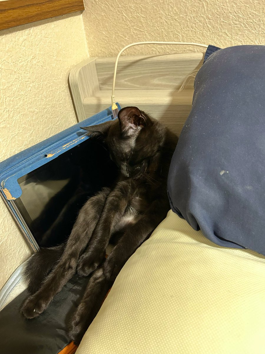 single_neko's tweet photo. 猫ってその体勢で寝るんだ… https://t.co/eVagKjWsEW