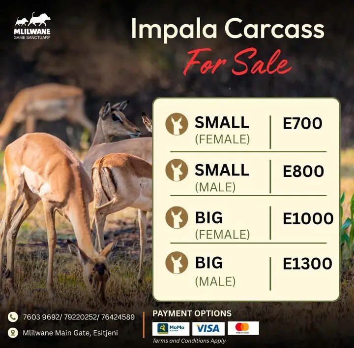 umhlangaswz's tweet photo. Impala
At Mlilwane
📞76039692/79220262 https://t.co/5ClC9cMnnw