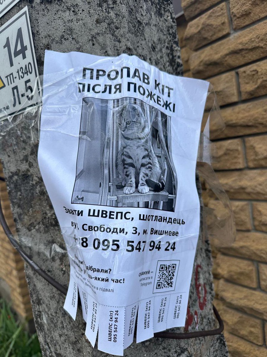 natemook's tweet photo. More missing furry family members after the attacks in Kyiv. 🥺 https://t.co/XJzGVCTxi2