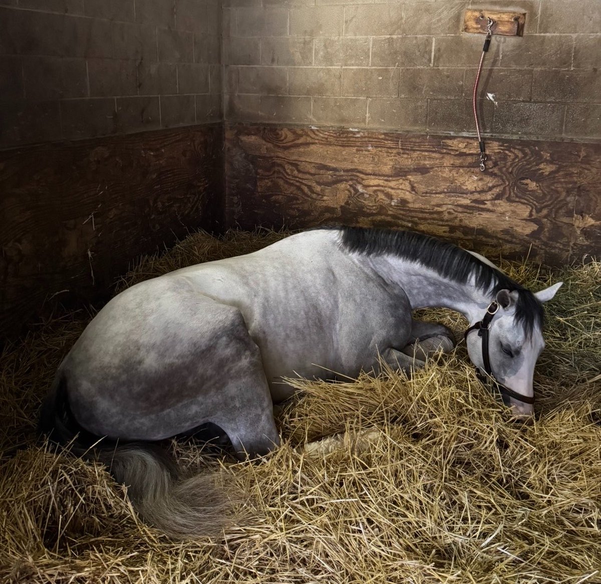 lmgriffjohnson's tweet photo. Sandman is back the track with his second work going 4F in 50.20 today.. I am so proud of everything he’s accomplished &amp; can’t wait to see what he decides to do. Saratoga fam is back soon with Ewing, Flightress and the Casse girls, Counting Stars &amp; Nitrogen, running soon. WE BACK https://t.co/CvMJh8N093